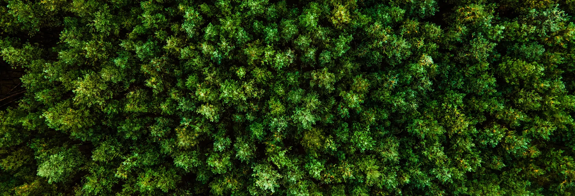 LA FORESTA DI BANCA CENTRO EMILIA